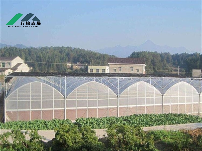 乌兹别克连栋薄膜温室番茄种植棚7530m²