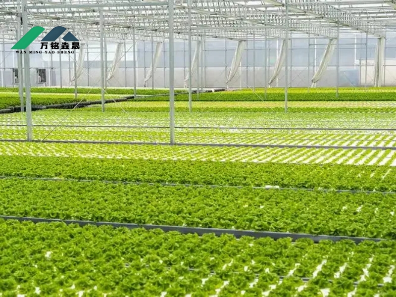 山东青岛无土栽培现场4500m²