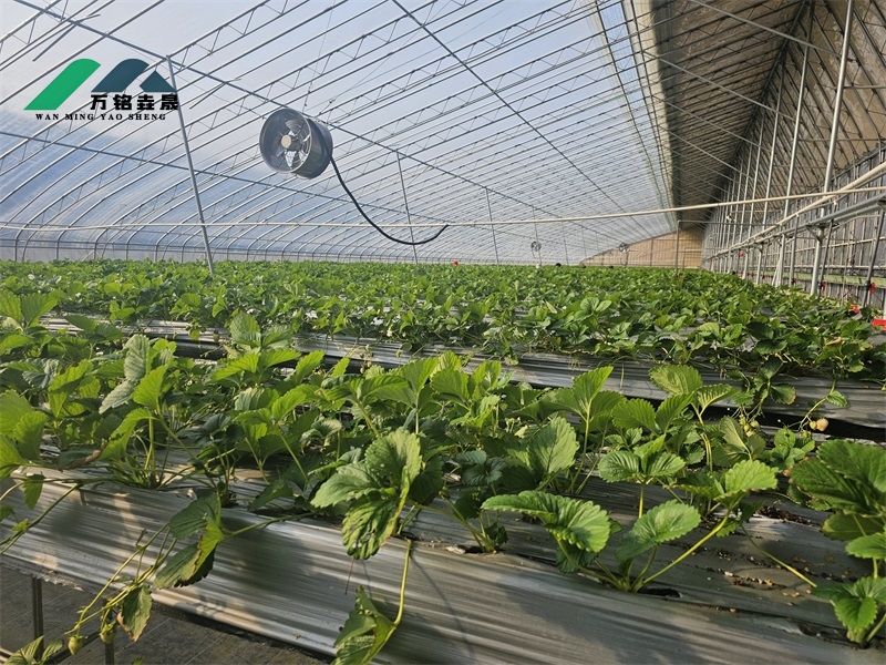 日照东港区温室项目3100m²