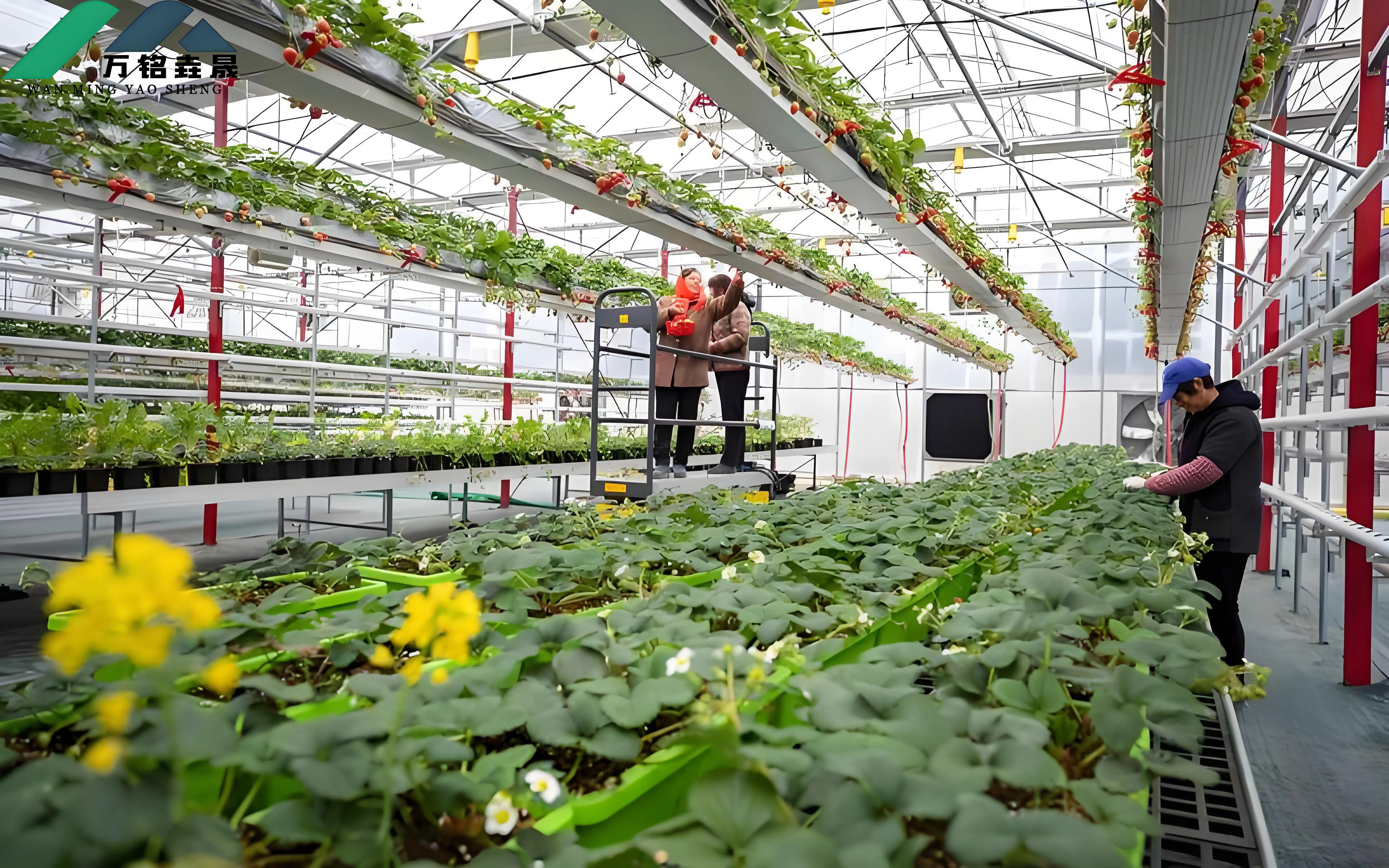 草莓种植连栋薄膜温室大棚的优势与实践